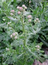 Canada Thistle