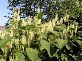 Knotweed