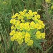 Leafy Spurge