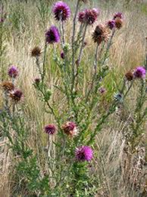 Musk Thistle