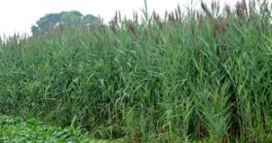 Phragmites