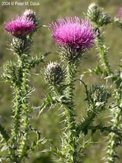Plumeless Thistle