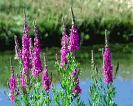 Purple Loosestrife